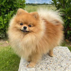 5 Pomeranian Puppy