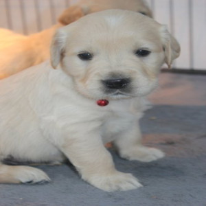 Gorgeous KC Registered Golden Retriever Puppies