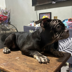 French Bulldog