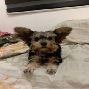 Buy 1 Yorkshire Terrier Get 1 free