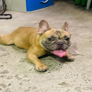 French bulldog