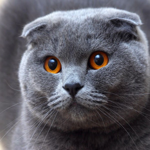 Scottish Fold cat