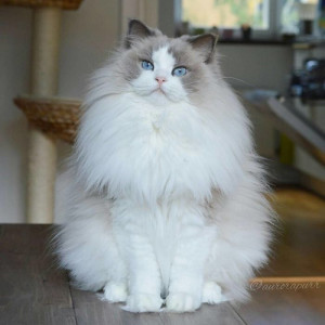 Ragdoll cat
